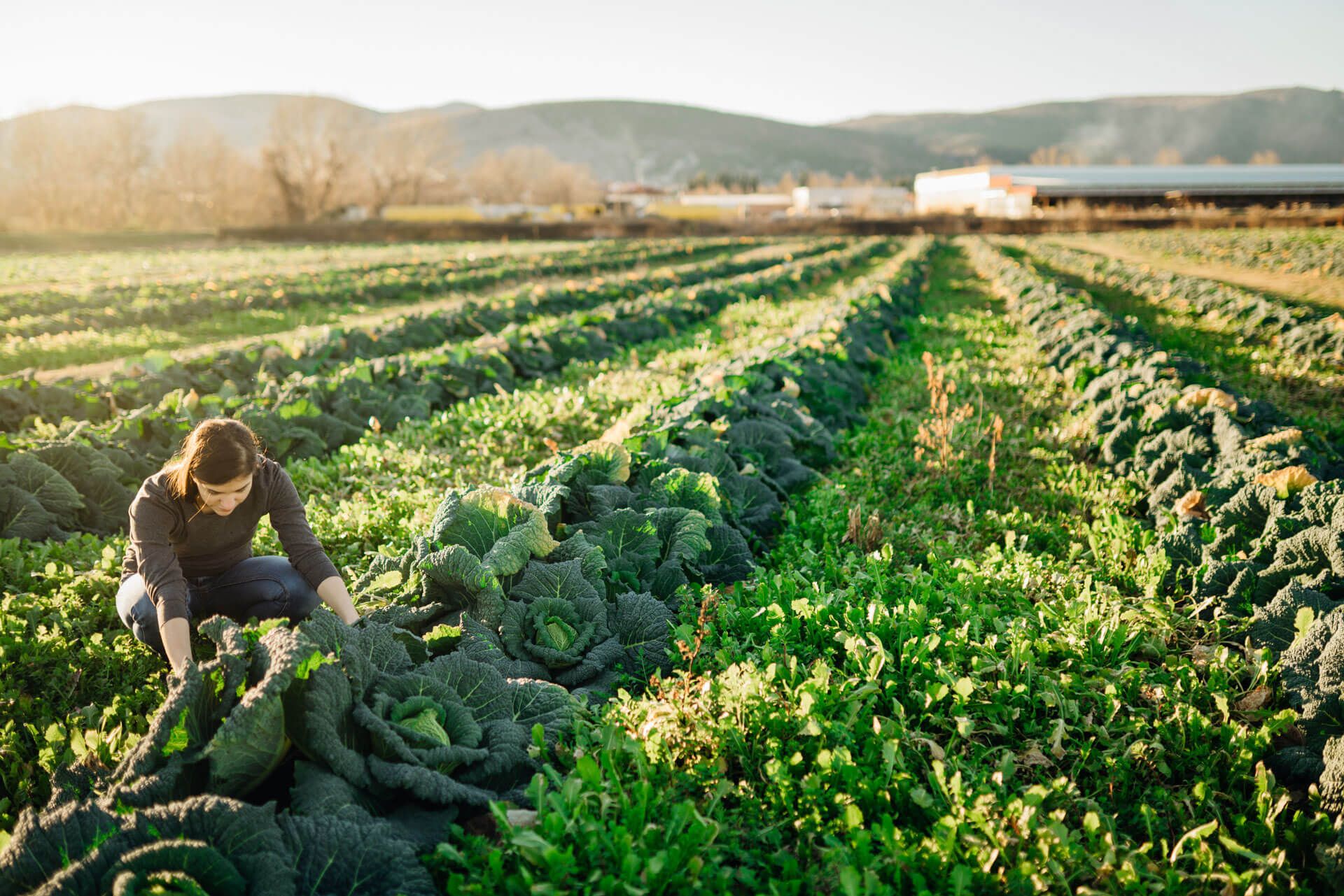 Frau auf Feld beim Ernten von Salat
