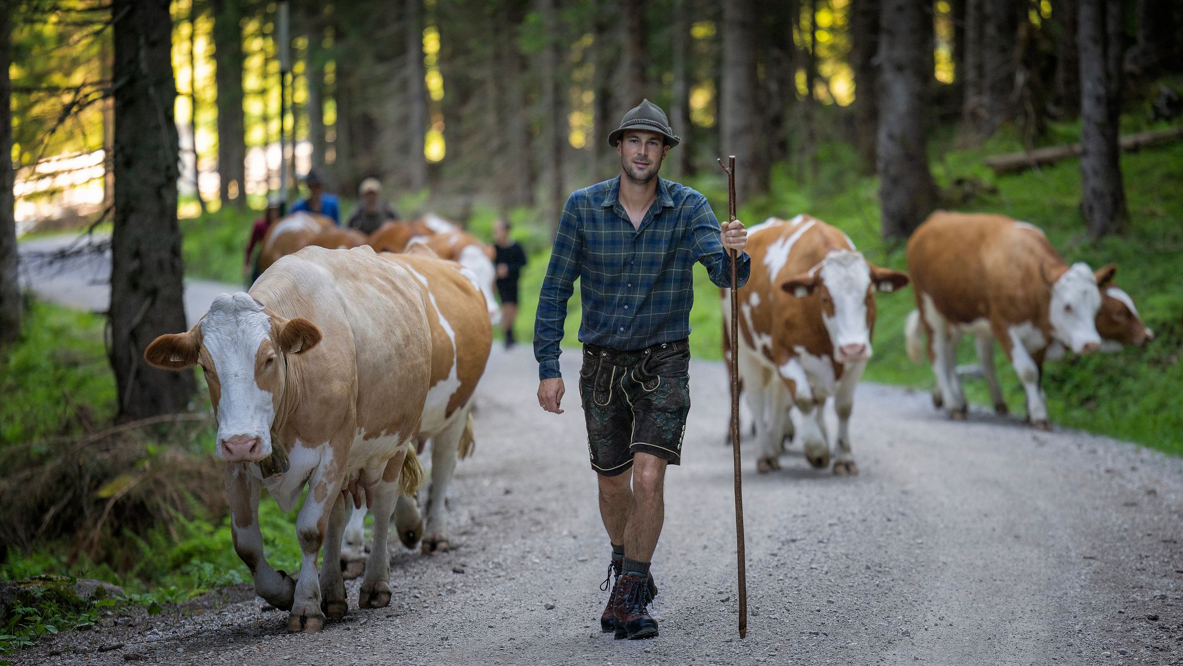 Landwirt, welcher mit seinen Milchkühen durch den Wald in Südwestfalen spaziert